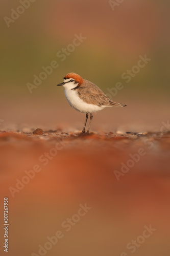 Red-capped Plover (Charadrius ruficapillus) photo