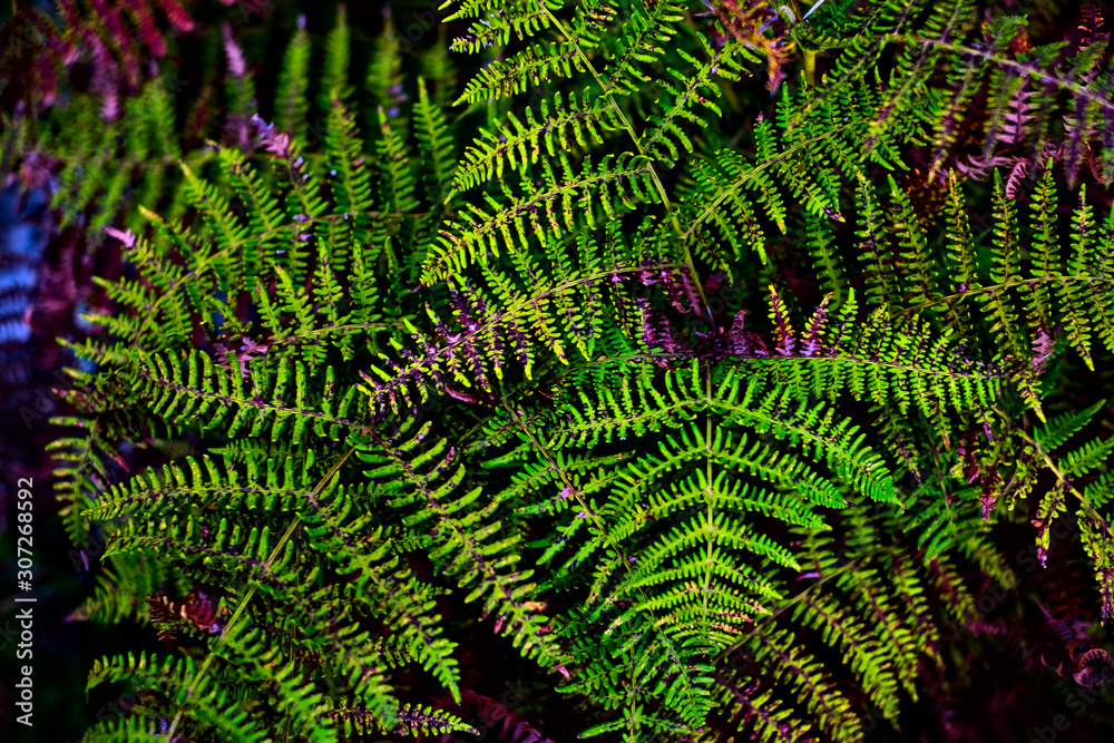 Beautiful autumn ferns, top view with natural dark background.