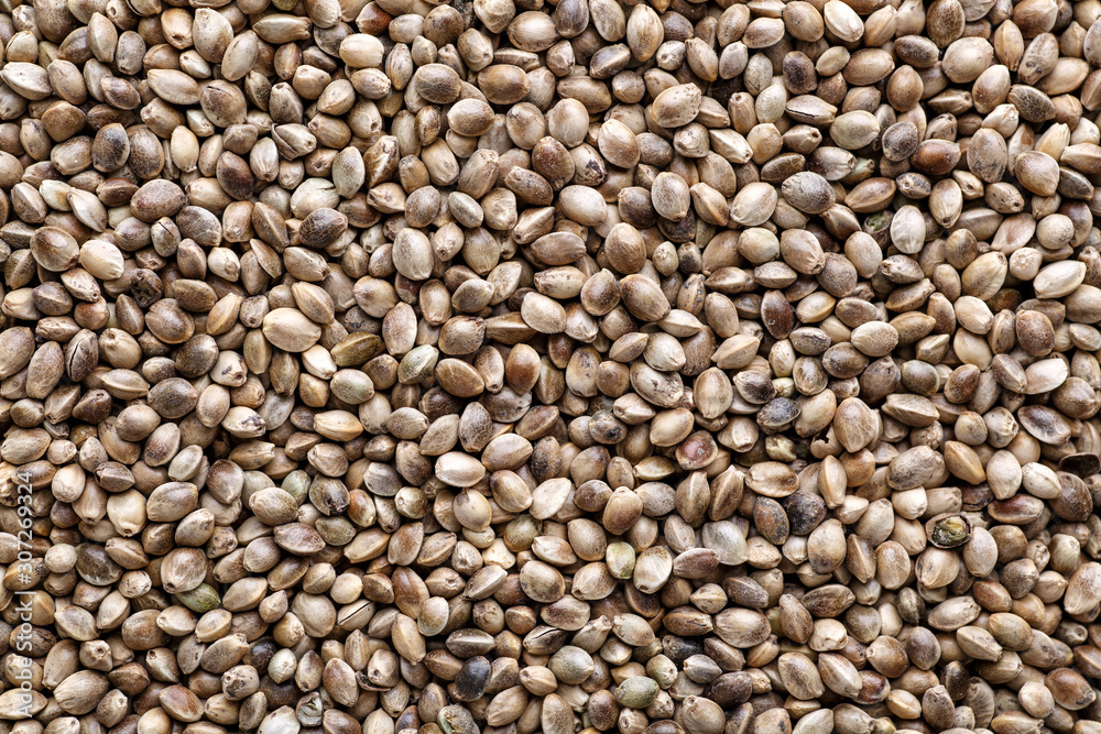 Many Cannabis seeds. Macro detail of marijuana seed. Organic Hemp seed. Hemp seeds background in macro.Medicinal cannabis with extract oil in a bottle Many Cannabis seeds. Macro detail of marijuana seed. Organic Hemp seed. Hemp seeds background in macro.Medicinal cannabis with extract oil in a bottle