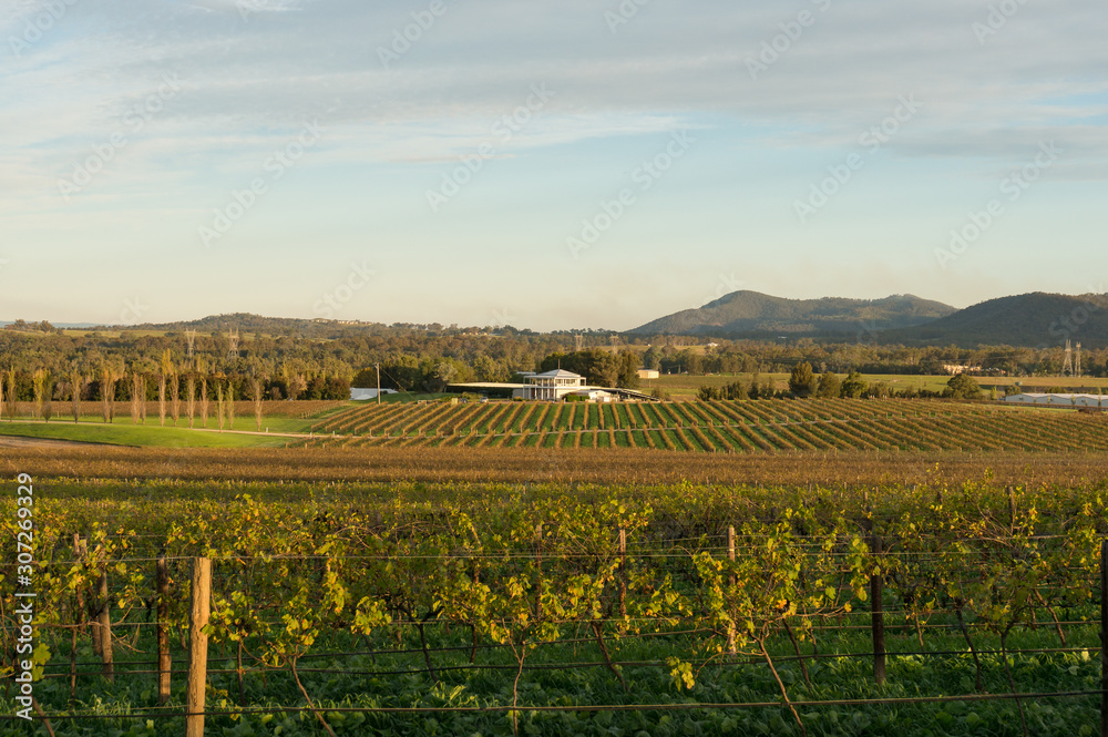 New season grape plants in vineyard. Australian winemaking industry background