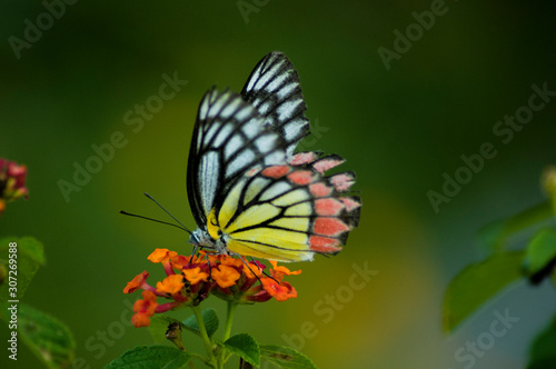 butterfly on flower © rahamathullah