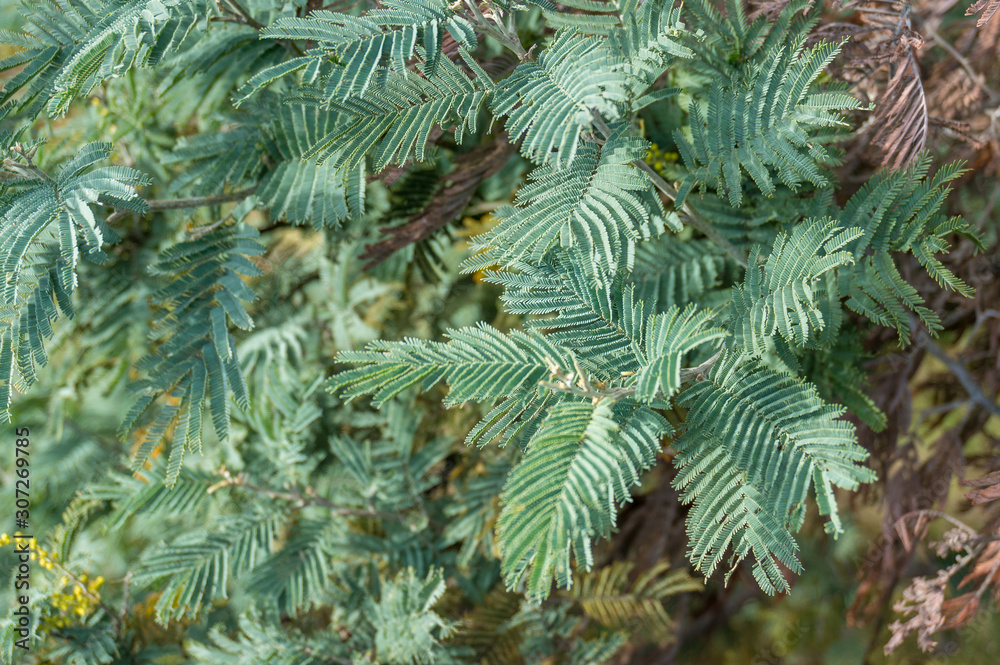 Close up of foliage of Australian wattle tree nature background