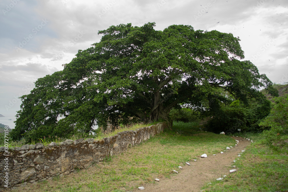 A huge tree with lots of strong branches and green leaves