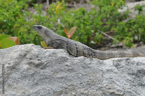 lizard on a rock © Mikko