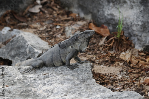 lizard on a rock