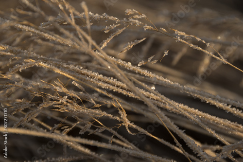 Macro photo of frozen hay covered with ice crystals.