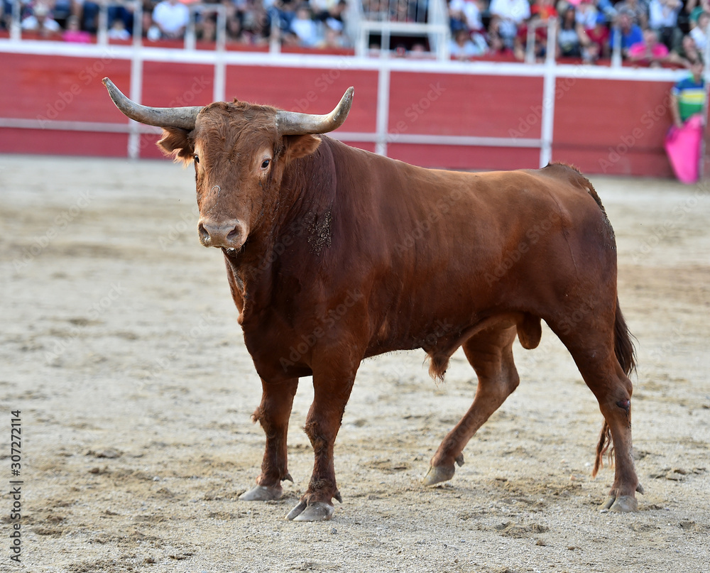 toro español en una plaza de toros toro español en una plaza de toros