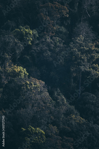 tropical forest landscape scene, dark tone