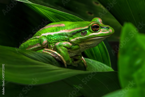 A beautiful green and golden bell frog sitting on a leaf - closeup macro showing the bumpy patterns of its skin. 