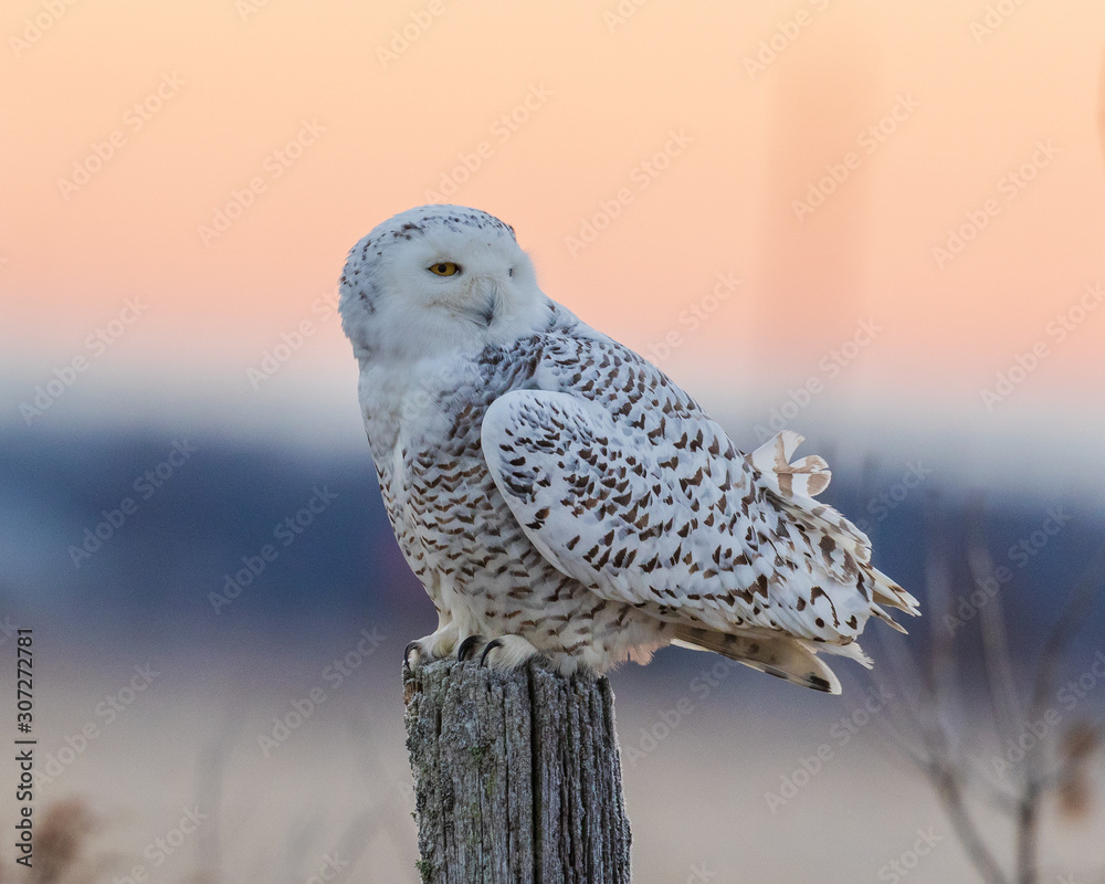 Fotografie Female Snowy Owl