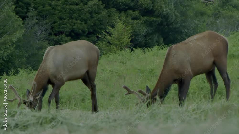 Two Elk Grazing in a Grassy Forest Landscape. Slow Motion Medium Handheld Shot with Slight Movement. Shot on Red Epic W 8k Two Elk Grazing in a Grassy Forest Landscape. Slow Motion Medium Handheld Shot with Slight Movement. Shot on Red Epic W 8k