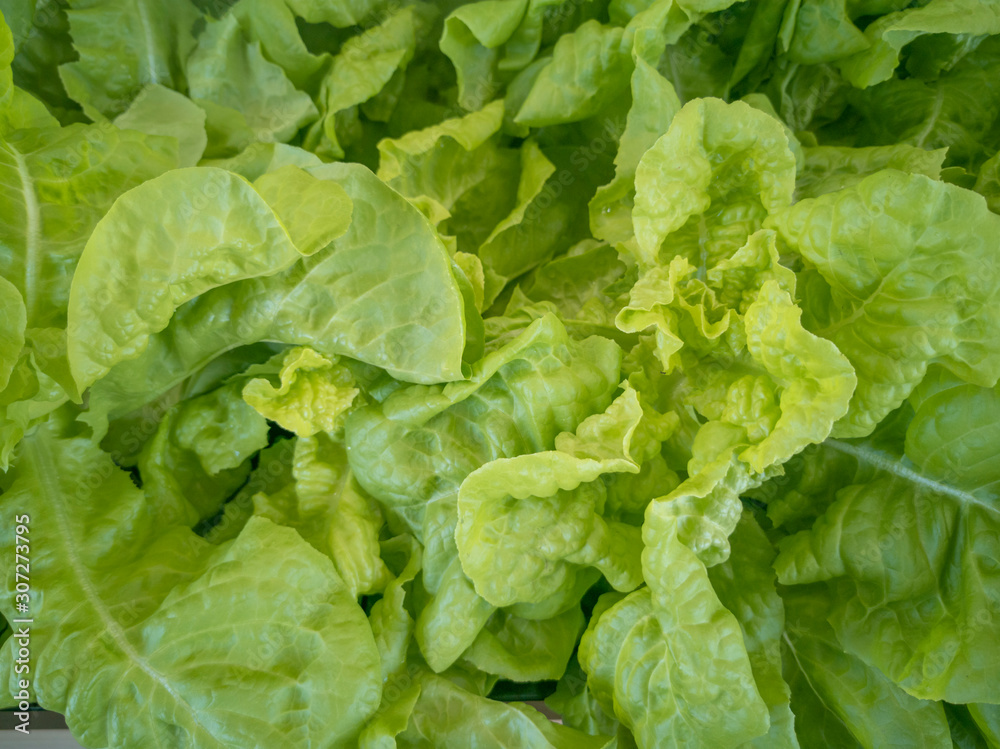 Selective focus of fresh organic vegetable grown using aquaponic or hydroponic farming.