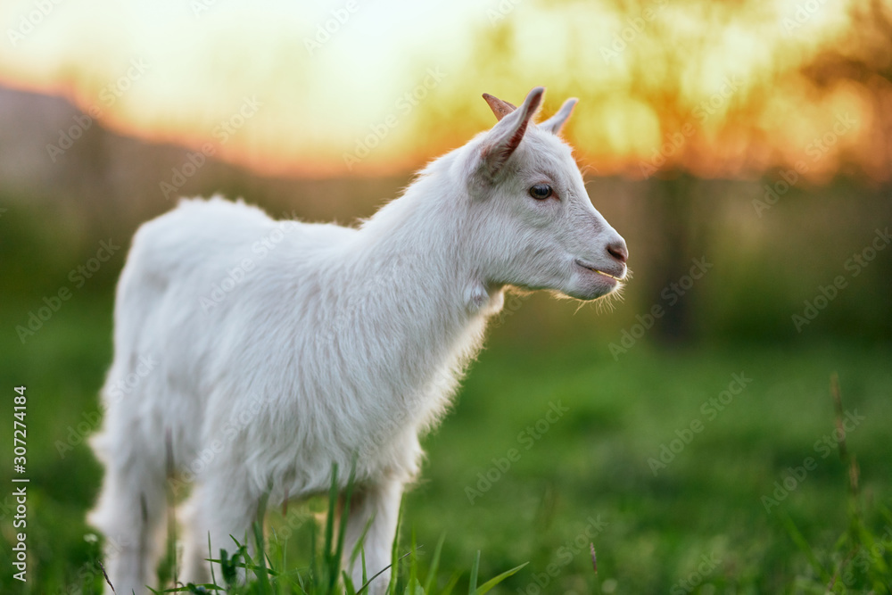 Obraz premium goat on a meadow