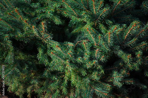 green spruce tree texture background