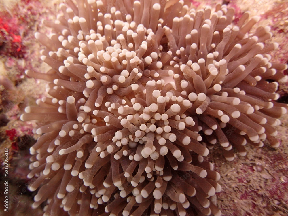 Sea anemones found at coral reef area at Tioman island, Malaysia Sea anemones found at coral reef area at Tioman island, Malaysia