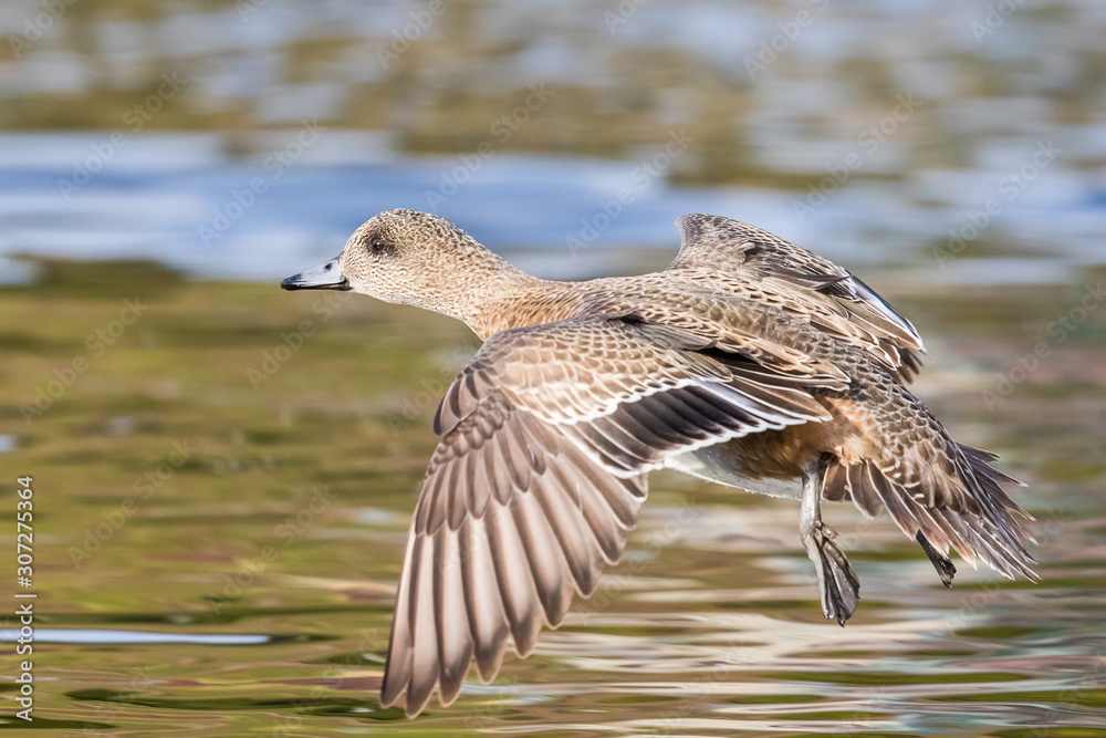 Obraz premium An American Widgeon Hen Zeroes in on a Landing with Feet Down