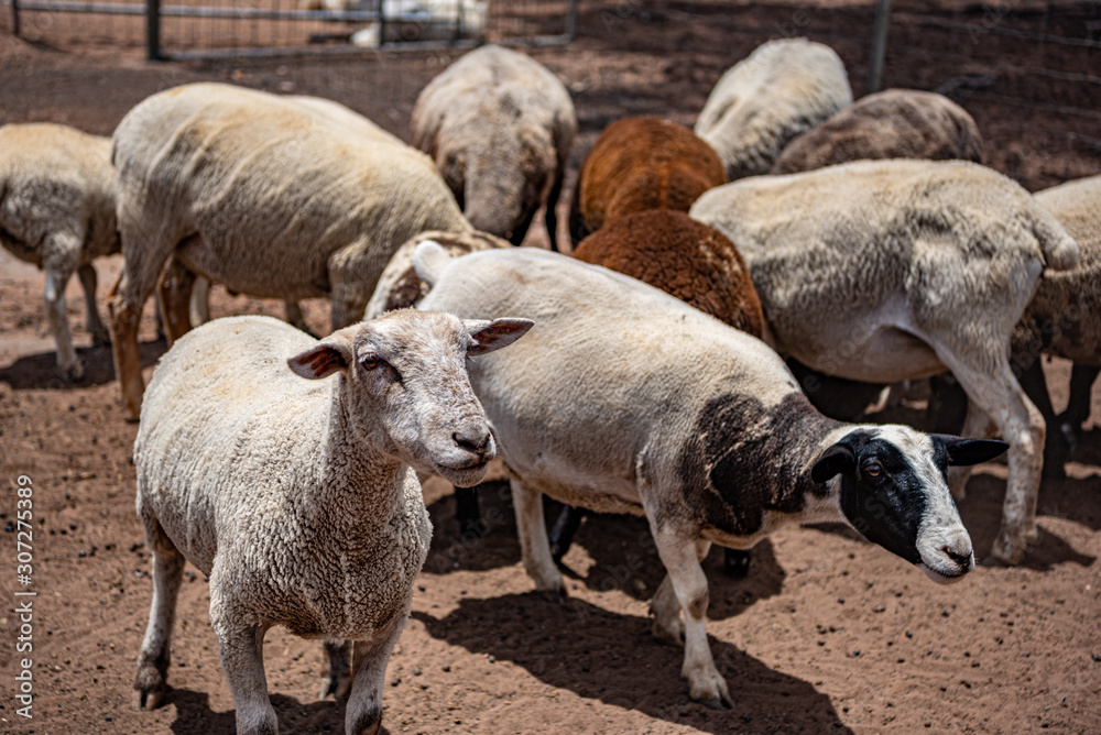 Fototapeta premium flock of sheep