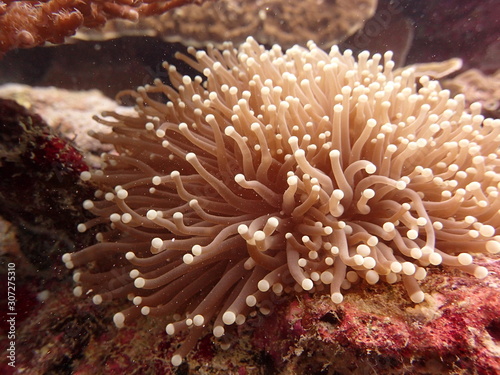 Fototapeta Naklejka Na Ścianę i Meble -  Sea anemones found at coral reef area at Tioman island, Malaysia