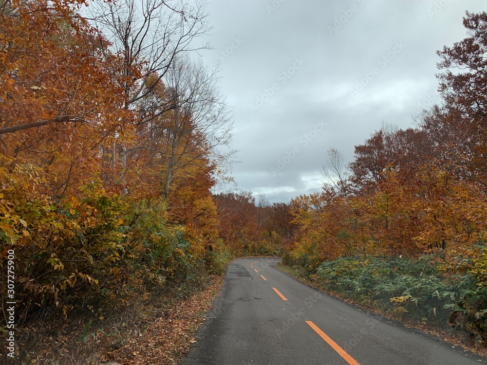 road in autumn