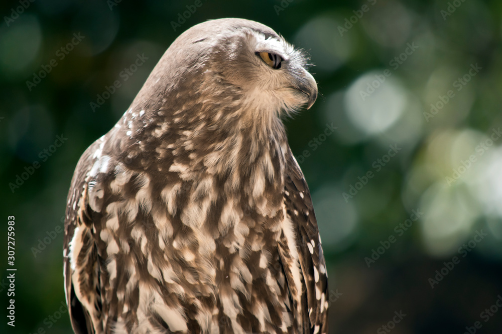 Obraz premium this is a close up of a barking owl
