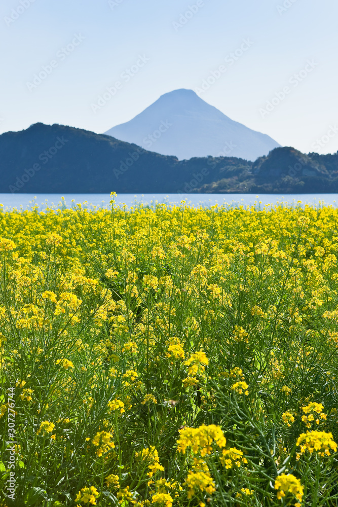 池田湖周辺の菜の花