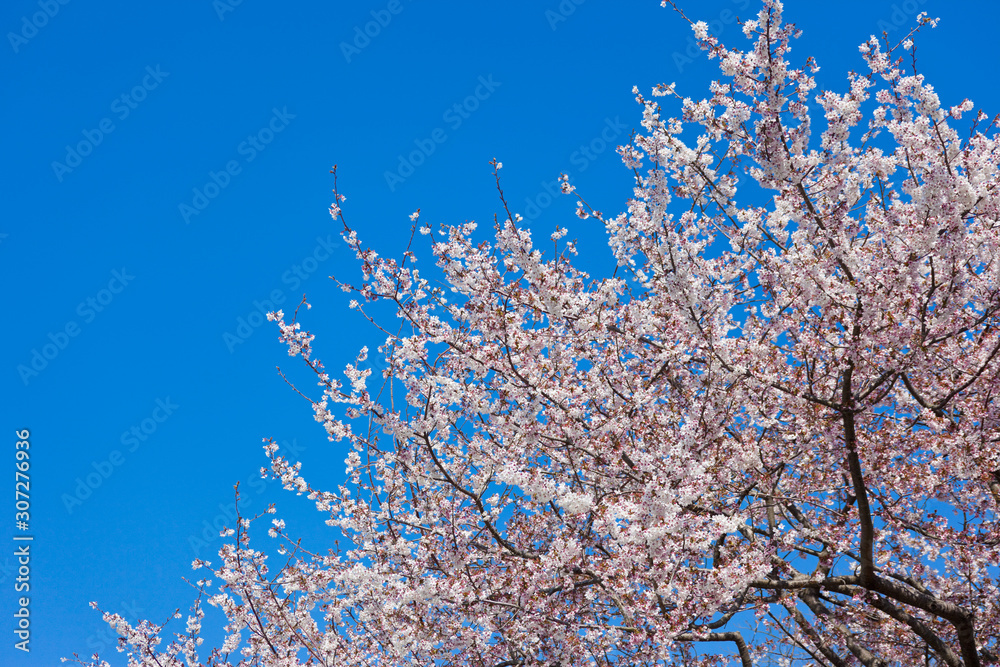早咲きの暖流桜