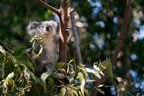 the koala is eating leaves