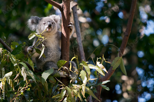 the koala is eating leaves photo