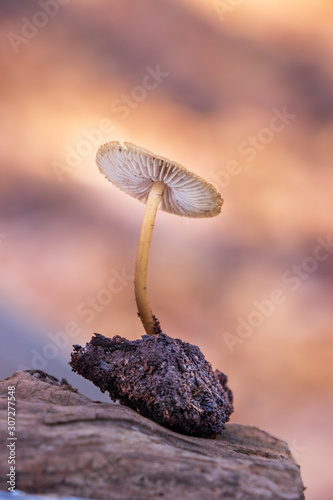 Mushroom growing from newly decomposed soil