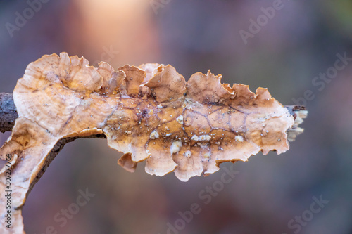 Stereum complicatum (underside) growing on a wood stick