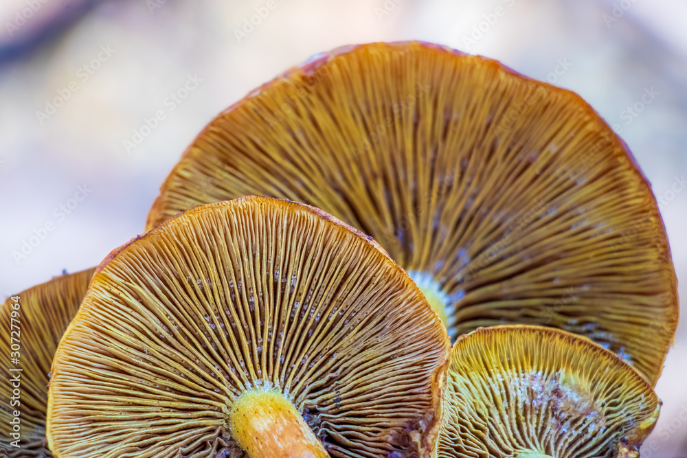 Close up of Pholiota mushroom gills Close up of Pholiota mushroom gills