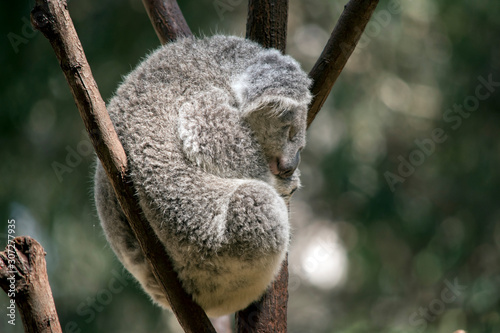 the koala is resting in the fork of a tree