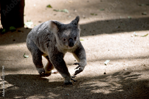 the koala is walking to a different gum tree