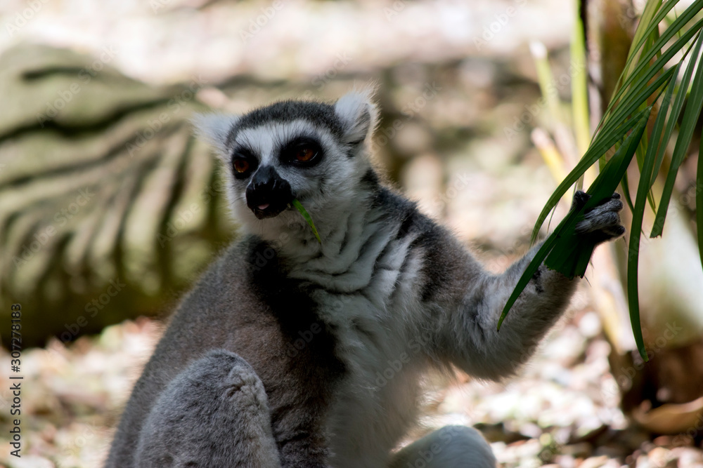 Fototapeta premium the ring tail lemur is resting by a tree