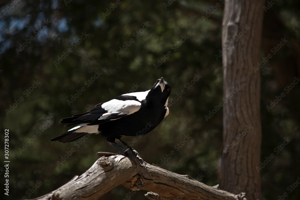 Obraz premium the magpie is perched on a tree