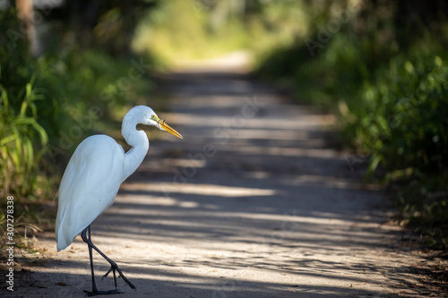 white egret 02