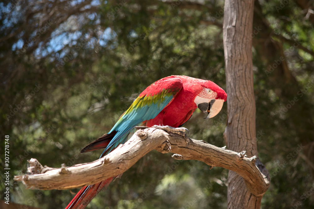 the red and green macaw is perched on a branch