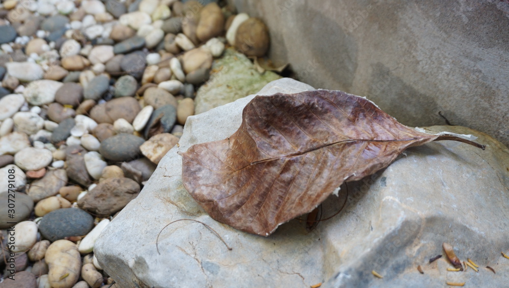Dry leaves on the rocks