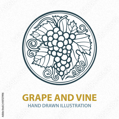 Grape and vine hand drawn illustration. Grape bunch vintage style drawing. Grape and vine retro style vector logo. Wine theme design template. Part of set. 