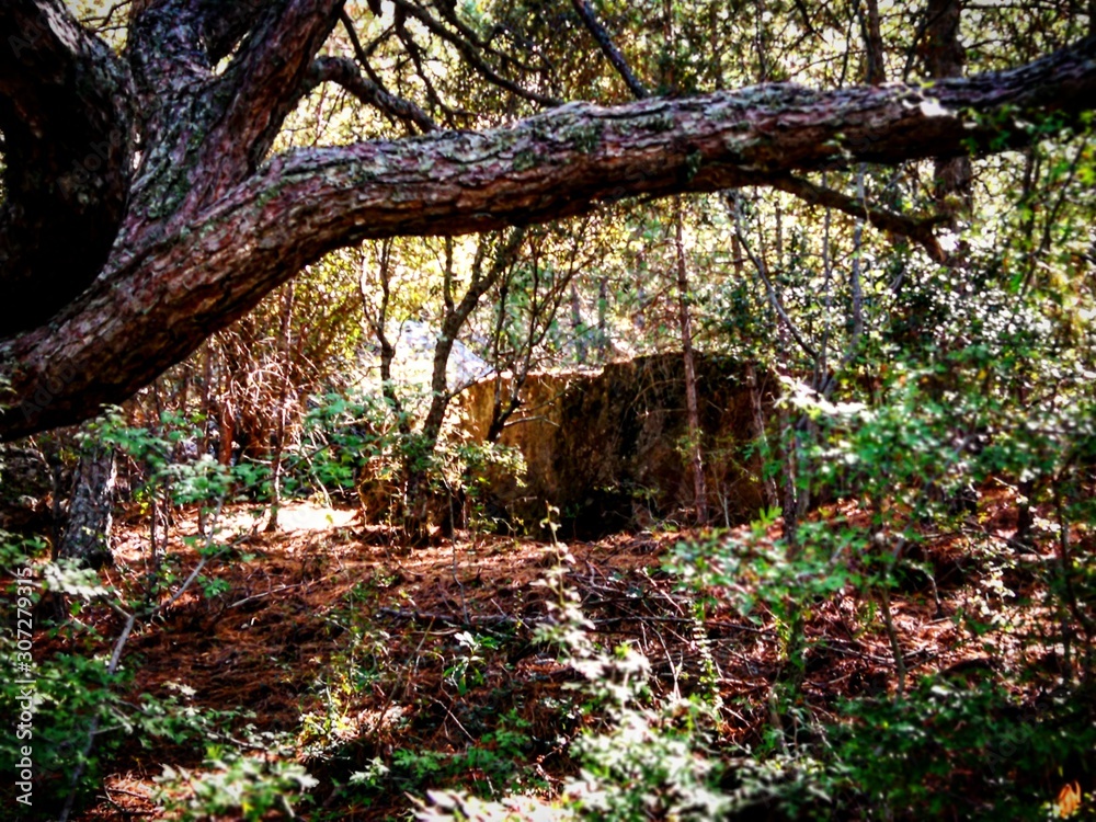 Fototapeta premium tree in forest
