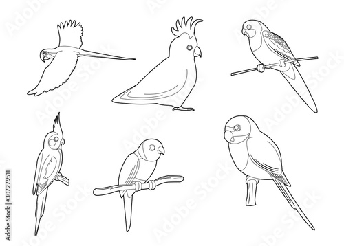Various Parrots Cartoon Vector Coloring Book