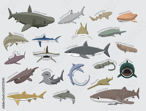 Shark Various Kind Identify Cartoon Vector