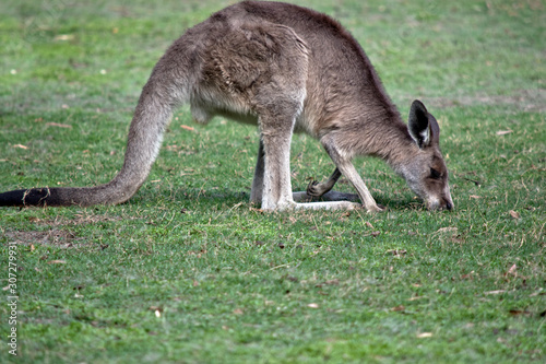 this is a side view of a  western grey kangaroo grazing