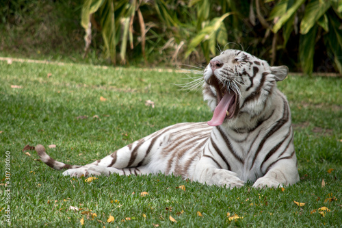 Fototapeta Naklejka Na Ścianę i Meble -  the white tiger shows his teeth