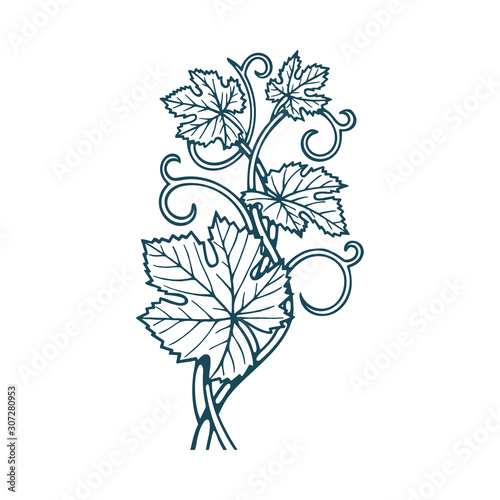 Hand drawn grape leafs and vine vector illustration. Floral drawing background ornament. Part of set. 