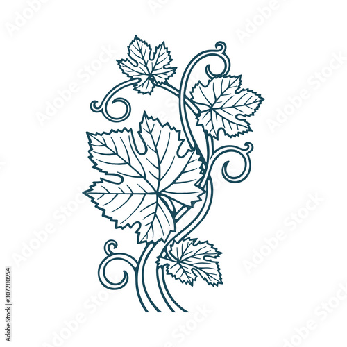 Hand drawn grape leafs and vine vector illustration. Floral drawing background ornament. Part of set. 