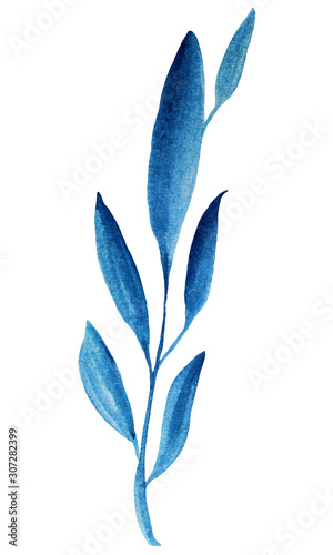 Watercolor drawing blue plant isolated on white background