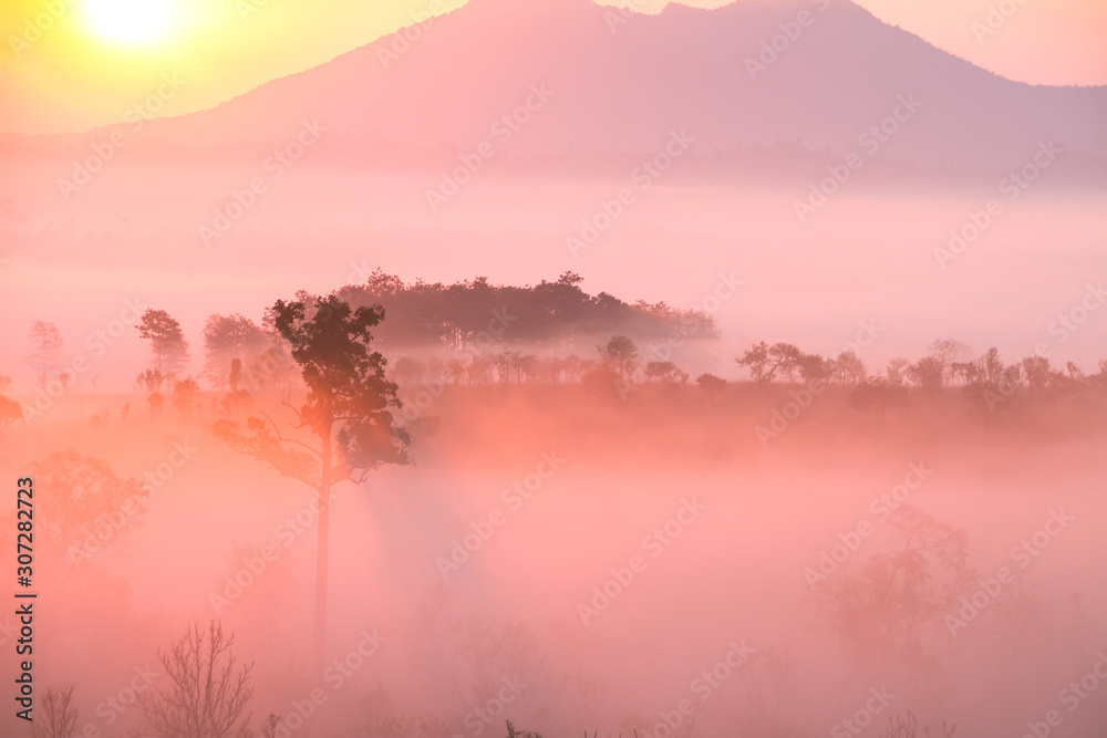 Fototapeta premium fog in forest on sunrise mountain 