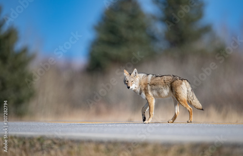 Fototapete A coyote in Banff, Canada