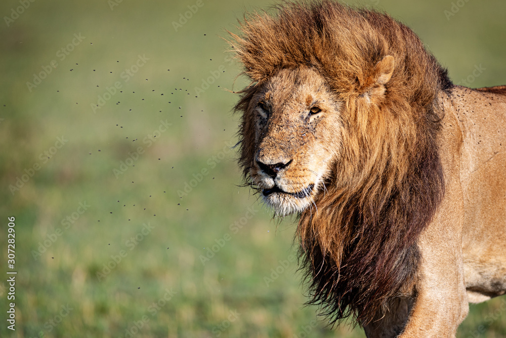 Closeup Profile Large Male Lion Walking